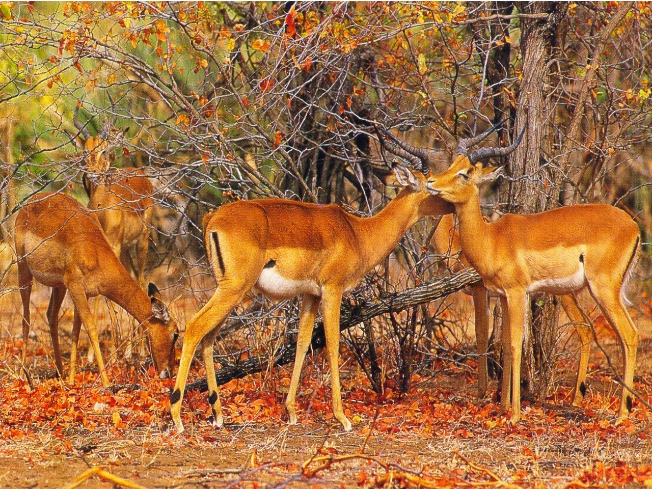 Impalas in autumn forest