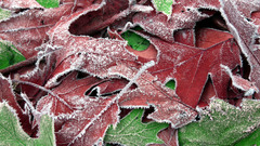 1600x1200 christmasleaves