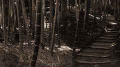 1600x1200 kyotobamboo