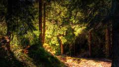 1600x1200 lightfromtheleftturn