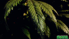 1680x1050 drugrelated