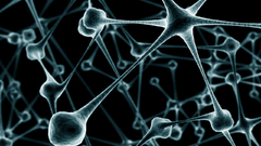 Abstract anatomy connection neuroscience