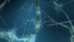 Abstract anatomy neurons