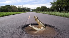 Abstract danger crocodile road