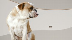 Abstract Dogs bulldog english bulldog