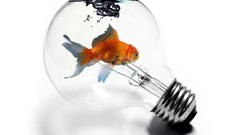 Abstract fish goldfish aquarium