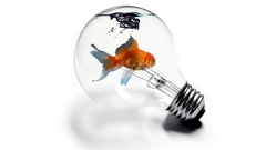 Abstract fish light bulbs