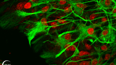 Abstract neuroscience