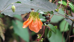 Abutilon fon uai flowering