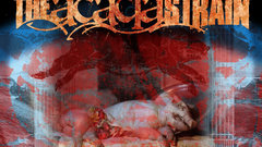 Acacia banner some of