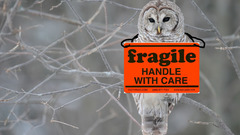 Accendentaly fragilezed it instead