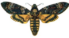 Acherontia atropos nemos post