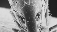 Adult flea feedingp high