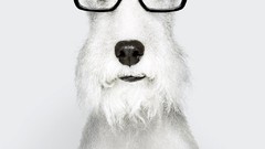 Advertisement artwork fred