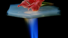 Aerogelflower filtered