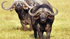 Africa buffalo wildlife Wild Africa