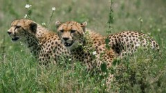 Africa cheetahs wildlife Wild Africa