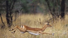 Africa gazelle Impala wildlife Wild Africa