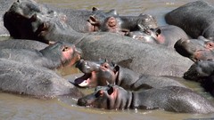 Africa hippopotamus wildlife Wild Africa