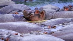 Africa hippopotamus wildlife Wild Africa