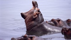 Africa hippopotamus wildlife Wild Africa