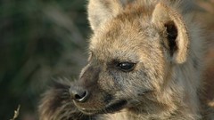 Africa hyenas