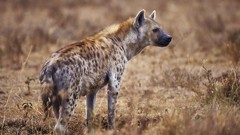 Africa hyenas wildlife Wild Africa