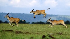 Africa jumping Kenya capes springbok