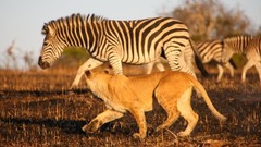 Africa Lions zebras safari