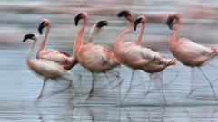 Africa motion national park flamingos Kenya