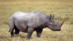 Africa rhinoceros wildlife Wild Africa