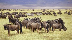 Africa wildlife wildebeest Wild Africa