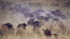 Africa wildlife wildebeest Wild Africa