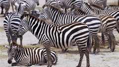 Africa zebras wildlife Wild Africa