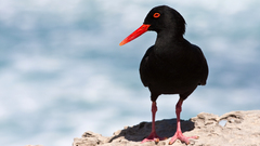 African Black Oystercatcher Oystercatcher