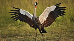 African Crowned cranemasai marakenya