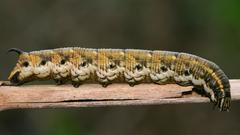 Agrius convolvuli korseby high