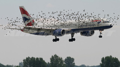 Aircraft Birds take off