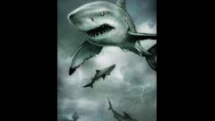 Airshark shark vicious angry