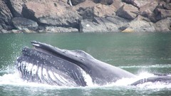 Alaska do high World