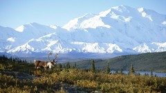 Alaska mount national park caribou