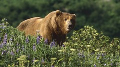 Alaska national park grizzly bears