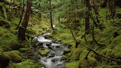 Alaska Rainforest