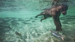 Alaska swimming salmon national park brown bears