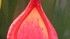 Alata profundo Rosso interior