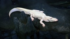 Albino alligators