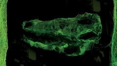 Album covers Animal Collective