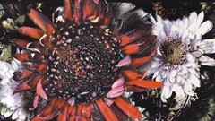 Album front best not was that their pth