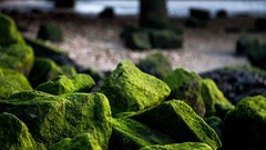Algae rocks