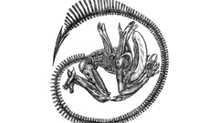 Alien xenomorph